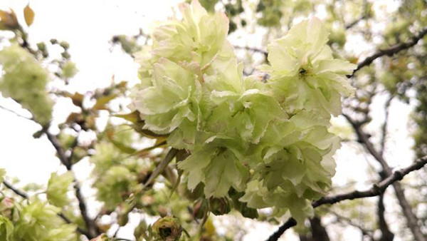 cherry blossom hangzhou.jpg