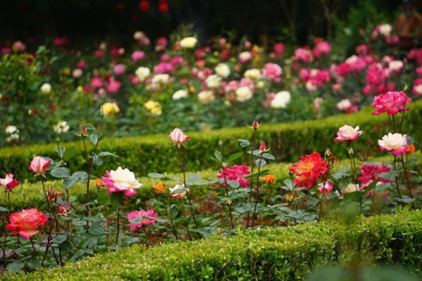 hangzhou chinese roses.jpg