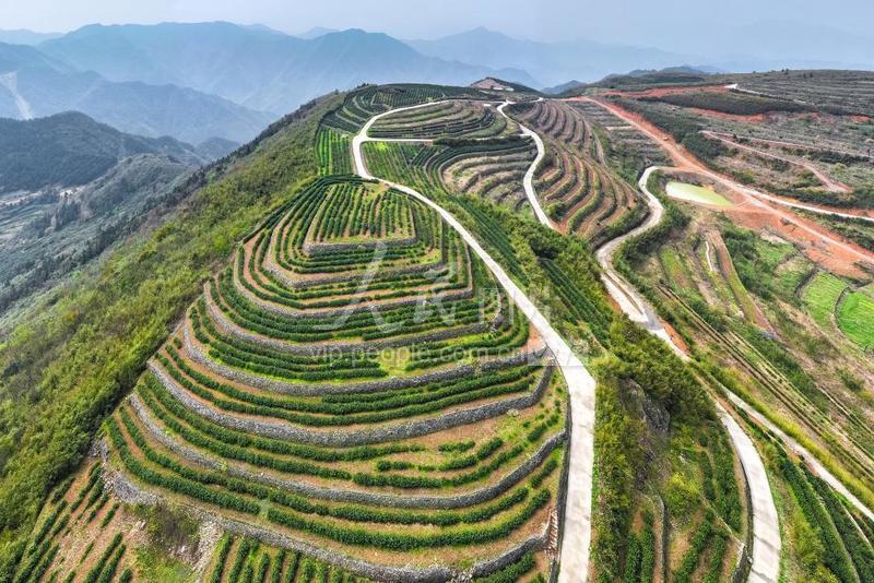 yunwu tea leaves harvested in hangzhou