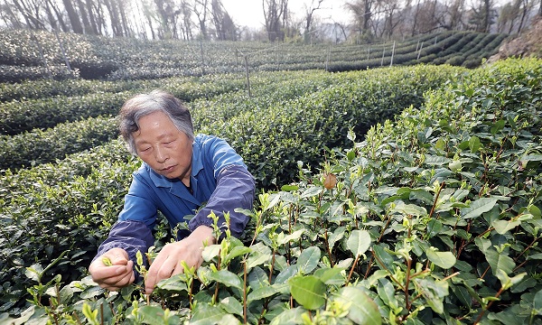 tea picking