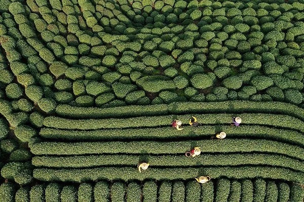 workers busy harvesting tea leaves before qingming festival