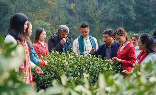 hangzhou soon to be overflowing with fragrance of tea