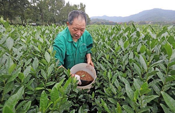 tea farmers pick up business in hangzhou