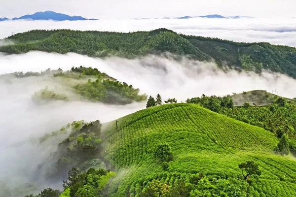 china tea saint festival opens, unveiling jingshan zen tea cultural brand