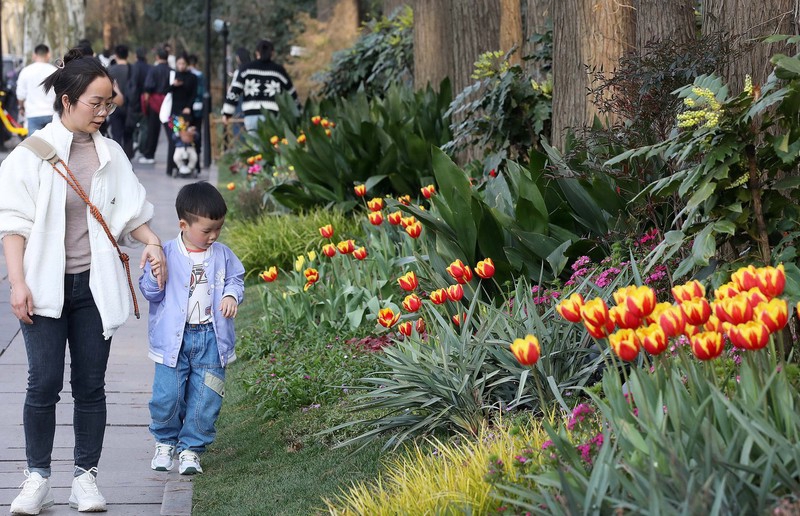 first wave of blooms arrives in hangzhou