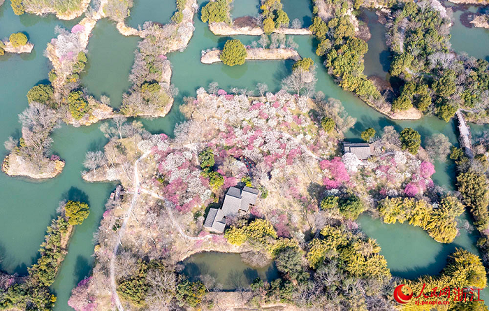 plum blossoms herald spring's arrival in hangzhou