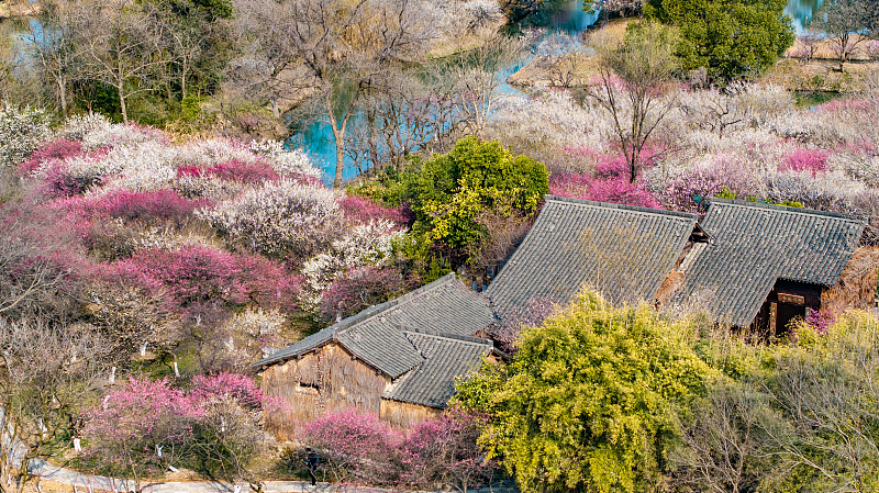 top 6 spots for plum blossom viewing in hangzhou