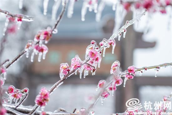 wangcheng pavilion unveils 'frozen plum blossoms' spectacle