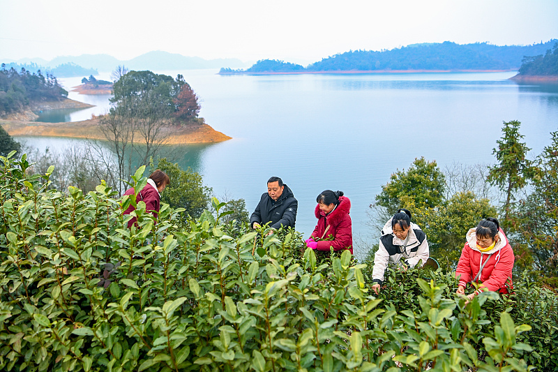 spring tea harvest season begins in hangzhou