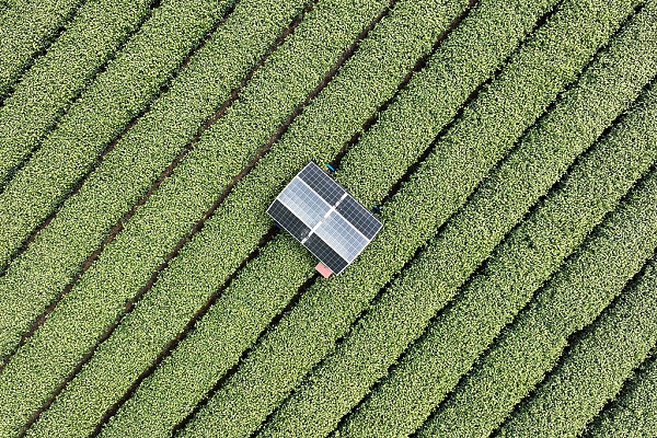 robots help to harvest tea in hangzhou