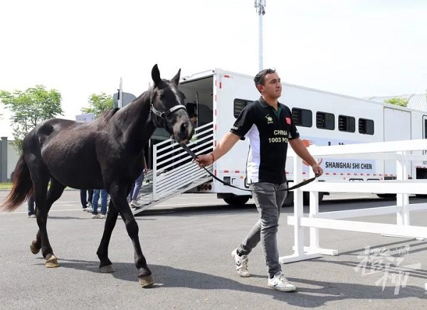 tonglu welcomes 74 argentine thoroughbreds in boost for local equestrian industry