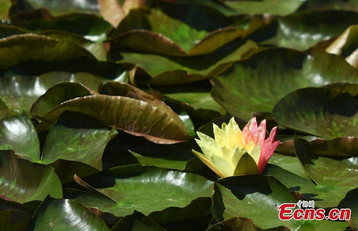 two-color water lily blooms in west lake