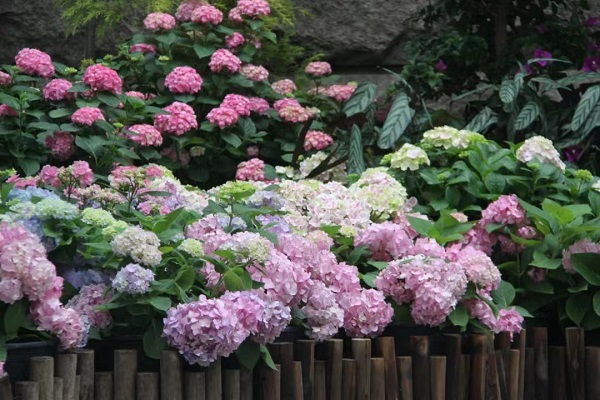 a romantic touch of hydrangea flower sea