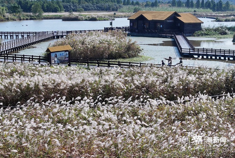 stunning reed blooms sweep across hangzhou bay wetland