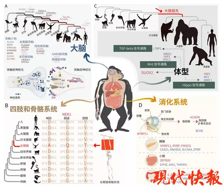 primate genome project demands more international cooperation