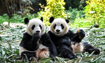 hangzhou to build giant panda research and breeding center