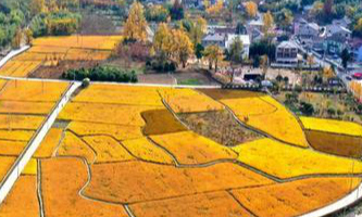 wanshi town: home of gingko trees