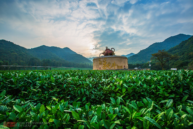 longwu tea garden