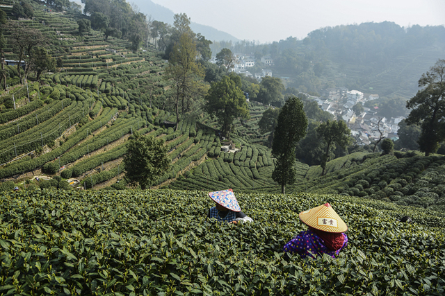 longjing tea greets harvest season