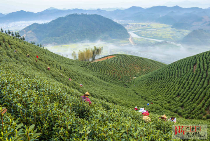 farmers pick tea leaves at tea garden in hangzhou