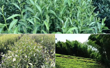 jingshan green tea varieties win national certificates